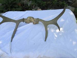 lot 7 image: Moose Antlers ...