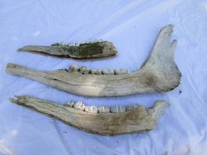 lot 8 image: Moose Jaws...