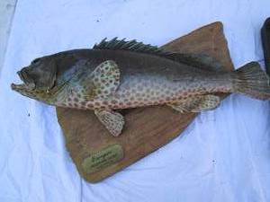 lot 161 image: Fish mount...