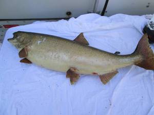 lot 162 image: Taxidermy fish...
