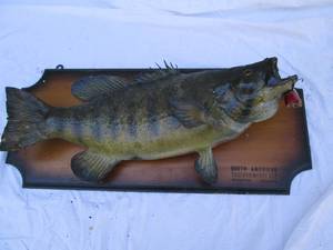 lot 163 image: Fish mount...