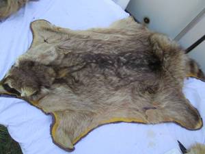lot 166 image: Raccoon skin...