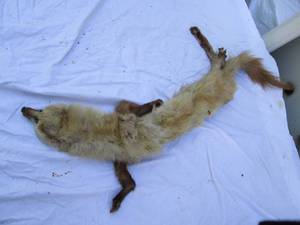 lot 167 image: Mink See Photos...