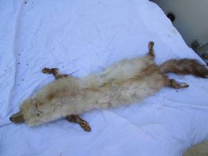 lot 168 image: Mink See Photos...