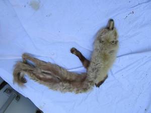 lot 169 image: Mink See Photos...