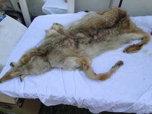 lot 170 image: Coyote See Photos...