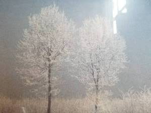 lot 36 image: Fine Art Photography Print- Twin Trees