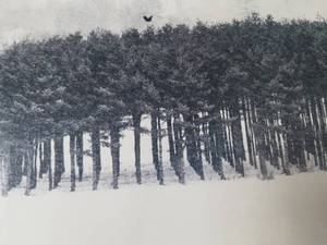 lot 30 image: Fine Art Photography Print- Winter Trees