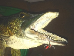 lot 69A image: Mounted Northern Pike, Taxidermy,  42 inch.