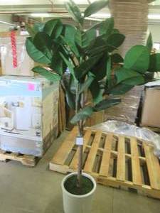 lot 123 image: Threshold Potted Faux Tree open pkg...