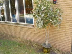 lot 150 image: Artificial Tree with Pot...