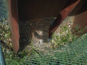 lot 813 image: 5 foot bucket. No truck mounting hardware.