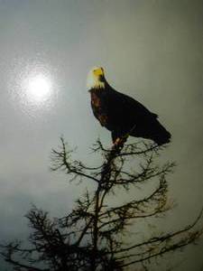 Eagle - Photos by Bill Sparke, Landscape