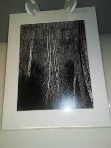 Birch Trees - Photos by Bill Sparke, Landscape