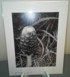 Mushroom Photos by Bill Sparke, Landscape