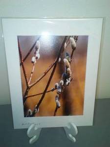 Budding Branches - Photos by Bill Sparke, Landscape