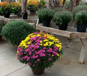 Bergens 14 in. Potted Mum Plant