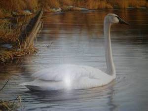 Numbered Print James Hautman - Spring Thaw - Trumpeter Swans.