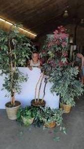 3 Decorative Trees and 2 plants
