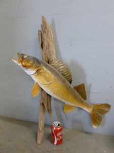 lot 140 image: Fish Mount