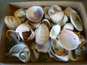 lot 404 image: Seashells