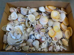 lot 413 image: Seashells