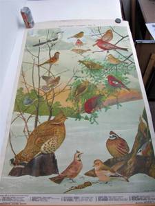 lot 77 image: Antique 1912 Pull-Down Audubon Bird Lithograph