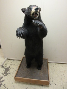 lot 201 image: BIG BEAR ON ROLLING STAND