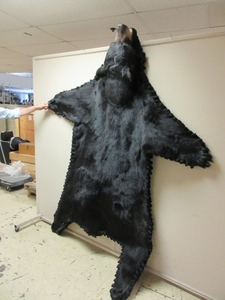 lot 202 image: GORGEOUS BEAR RUG TRIMMED IN BLACK FELT