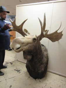 lot 204 image: HUGE MOOSE SHOULDER MOUNT