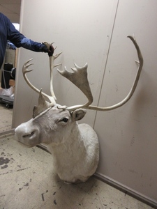 lot 205 image: LARGE CARIBOU SHOULDER MOUNT