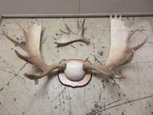 lot 206 image: MOOSE RACK MOUNT PLUS A HALF RACK