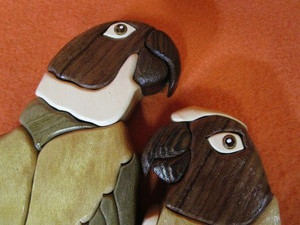 Parrots 14x9