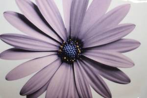 lot 17 image: Fabulous Floral Platter by Isaac Mizrahi