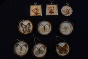 Butterfly Capsules (Real Butterflies)