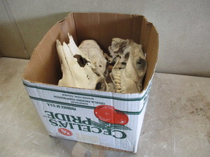 3 Skulls