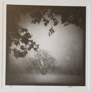 lot 7 image: Black & White Tree Silhouette Photo Signed and Numbered