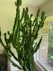 lot 9 image: Amazing Potted Cactus Plant