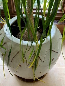 lot 91 image: Decorative Potted Plant