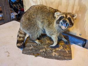 lot 15 image: Taxidermy Mount of a Raccoon