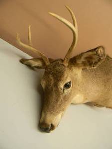 Whitetail Deer Taxidermy Mount - Nice - Great Piece For The Cave - SEE PICTURES