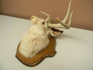 VINTAGE TAXIDERMY JACKOLOPE MOUNT - The ever-elusive and mythical jackalope No MAN CAVE is complete without one - NICE - SEE PICTURES