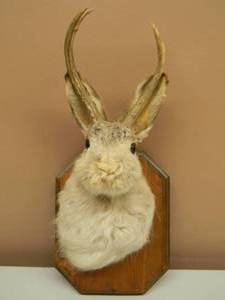 VINTAGE TAXIDERMY JACKOLOPE MOUNT - The ever-elusive and mythical jackalope No MAN CAVE is complete without one - NICE - SEE PICTURES
