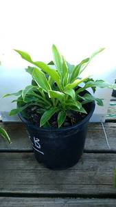 2 gallon Hosta albomarginata