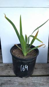 2 gallon Assorted Tall Bearded Iris