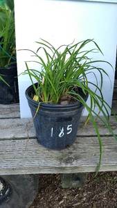 2 gallon Daylily, Stella Yellow