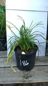 2 gallon Daylily, Stella Yellow