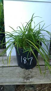 2 gallon Daylily, Stella Yellow
