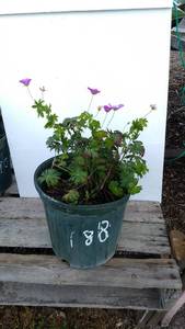 2 gallon Cranesbill Geranium