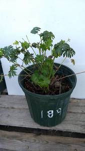 2 gallon Cranesbill Geranium